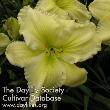 Daylily Green Sunshine